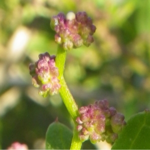 Photographie n°2113776 du taxon Oxybasis chenopodioides (L.) S.Fuentes, Uotila & Borsch [2012]