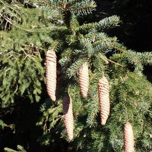 Photographie n°2113894 du taxon Picea abies (L.) H.Karst. [1881]