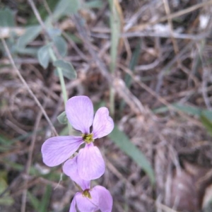 Photographie n°2114009 du taxon Lunaria annua L. [1753]