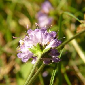 Photographie n°2114021 du taxon Succisa pratensis Moench [1794]