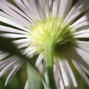 Photographie n°2114041 du taxon Erigeron annuus (L.) Desf. [1804]