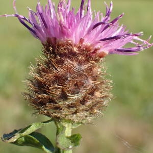 Photographie n°2114044 du taxon Centaurea decipiens Thuill. [1799]