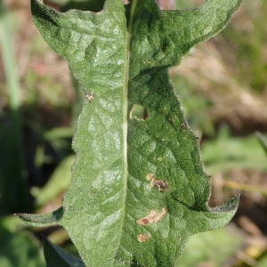 Photographie n°2114046 du taxon Centaurea decipiens Thuill. [1799]