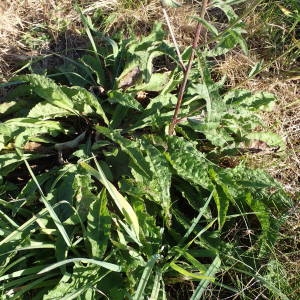 Photographie n°2114047 du taxon Centaurea decipiens Thuill. [1799]