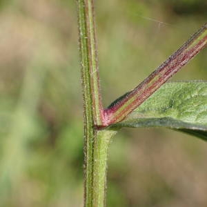 Photographie n°2114048 du taxon Centaurea decipiens Thuill. [1799]