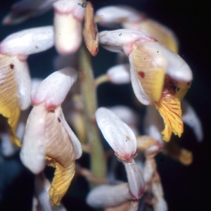 Photographie n°2114109 du taxon Alpinia zerumbet (Pers.) B.L.Burtt & R.M.Sm.