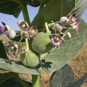 Photographie n°2114123 du taxon Calotropis procera (Aiton) W.T. Aiton