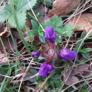 Photographie n°2114200 du taxon Prunella vulgaris L. [1753]