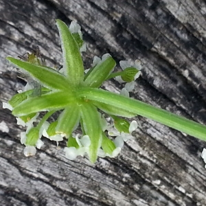 Photographie n°2114225 du taxon Helosciadium nodiflorum (L.) W.D.J.Koch [1824]