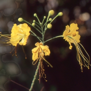 Caesalpinia pulcherrima (L.) Sw. (Oeillet d'Espagne)