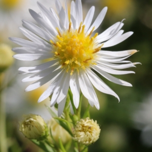 Photographie n°2114248 du taxon Symphyotrichum x salignum (Willd.) G.L.Nesom [1995]