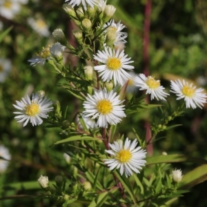 Photographie n°2114249 du taxon Symphyotrichum x salignum (Willd.) G.L.Nesom [1995]