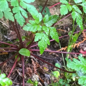 Photographie n°2114257 du taxon Geranium robertianum L. [1753]