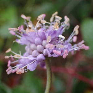 Photographie n°2114260 du taxon Succisa pratensis Moench [1794]