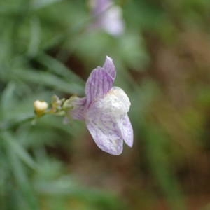 Photographie n°2114268 du taxon Linaria repens (L.) Mill. [1768]