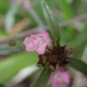 Photographie n°2114271 du taxon Galeopsis ladanum L. [1753]