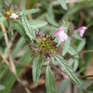 Photographie n°2114273 du taxon Galeopsis ladanum L. [1753]