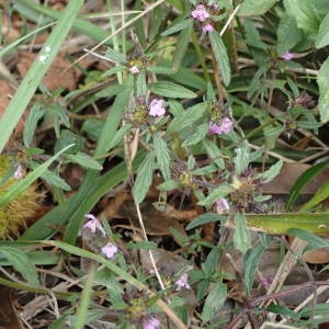 Photographie n°2114274 du taxon Galeopsis ladanum L. [1753]