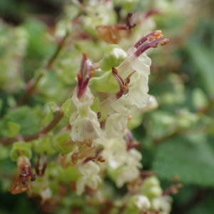 Photographie n°2114284 du taxon Teucrium scorodonia L. [1753]