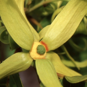 Cananga odorata (Lam.) Hook.f. & Thomson (Ylang-Ylang)