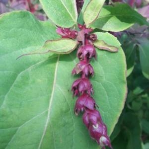 Photographie n°2114330 du taxon Leycesteria formosa Wall. [1824]