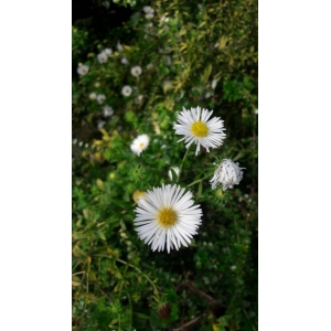 Erigeron quercifolius Lam. (Vergerette de Philadelphie)