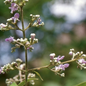 Vitex negundo L. (Muguet bleu)