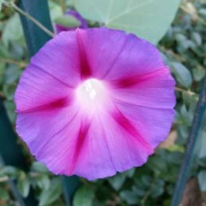 Photographie n°2114417 du taxon Ipomoea purpurea (L.) Roth [1787]