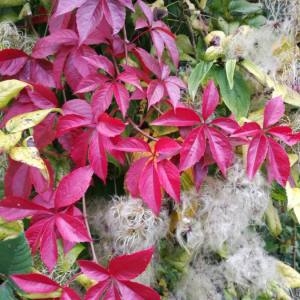 Photographie n°2114419 du taxon Parthenocissus quinquefolia (L.) Planch. [1887]