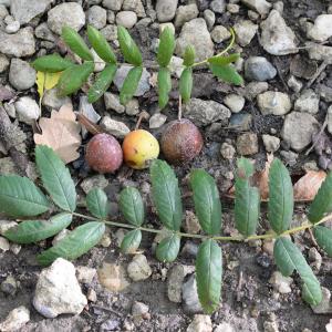 Photographie n°2114426 du taxon Sorbus domestica L. [1753]