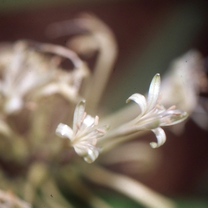 Sansevieria hyacinthoides (L.) Druce (African bowstring hemp)