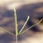  Liliane Roubaudi - Paspalum conjugatum Bergius