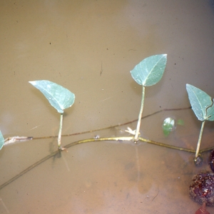 Ipomoea aquatica Forssk. (Kharmi-bhaji)