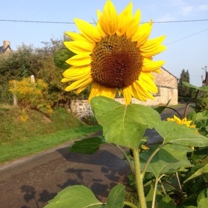 Photographie n°2114510 du taxon Helianthus annuus L. [1753]