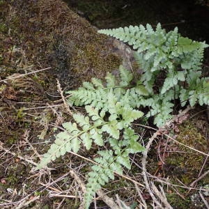 Photographie n°2114568 du taxon Asplenium adiantum-nigrum var. silesiacum (Milde) Milde [1867]