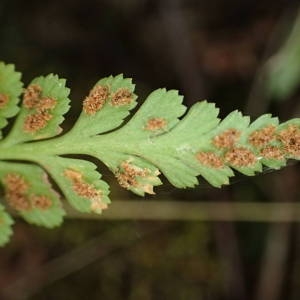 Photographie n°2114569 du taxon Asplenium adiantum-nigrum var. silesiacum (Milde) Milde [1867]