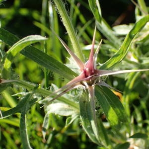 Photographie n°2114596 du taxon Centaurea calcitrapa L. [1753]