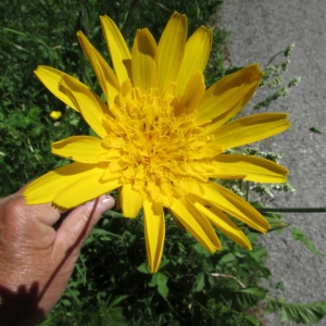  - Tragopogon pratensis proles lamottei (Rouy) Rouy [1908]