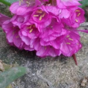 Photographie n°2114707 du taxon Armeria alpina Willd. [1809]