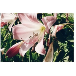 Amaryllis belladonna L. (Amaryllis)