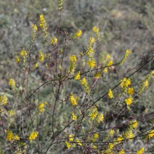 Photographie n°2114774 du taxon Odontites luteus (L.) Clairv. [1811]