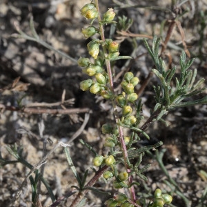 Artemisia sericophylla Rupr. (Armoise des champs)