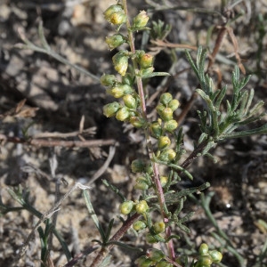 Oligosporus alpinus Jord. & Fourr. (Armoise des champs)