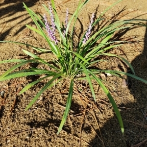 Photographie n°2114779 du taxon Liriope muscari L.H.Bailey [1929]