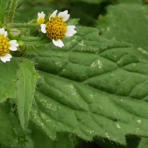 Photographie n°2114870 du taxon Galinsoga quadriradiata Ruiz & Pav.