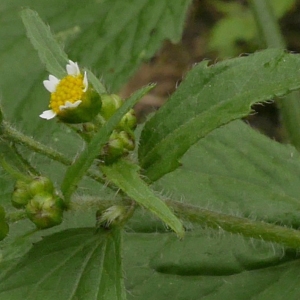 Photographie n°2114871 du taxon Galinsoga quadriradiata Ruiz & Pav.