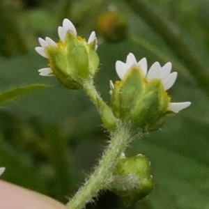 Photographie n°2114872 du taxon Galinsoga quadriradiata Ruiz & Pav.