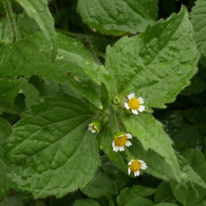 Photographie n°2114873 du taxon Galinsoga quadriradiata Ruiz & Pav.