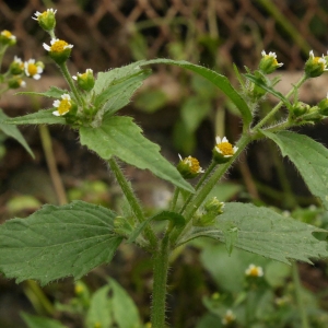 Photographie n°2114874 du taxon Galinsoga quadriradiata Ruiz & Pav.