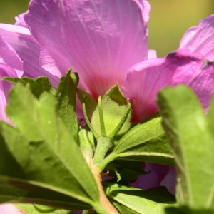 Photographie n°2114910 du taxon Hibiscus syriacus L. [1753]